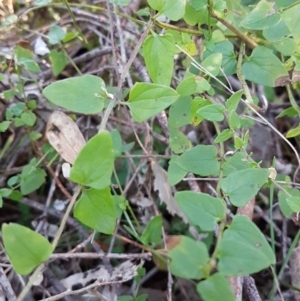 Scutellaria humilis at Conder, ACT - 16 Aug 2021