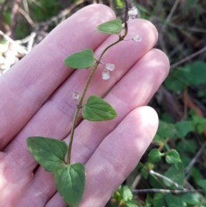 Scutellaria humilis at Conder, ACT - 16 Aug 2021