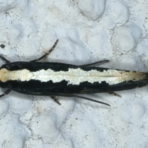 Monopis crocicapitella at Ainslie, ACT - 22 Aug 2021