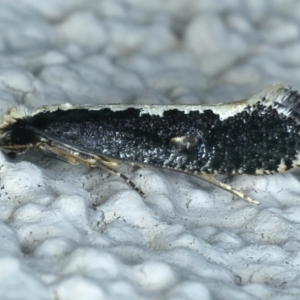 Monopis crocicapitella at Ainslie, ACT - 22 Aug 2021