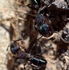 Rhytidoponera metallica (Greenhead ant) at Murrumbateman, NSW - 22 Aug 2021 by SimoneC