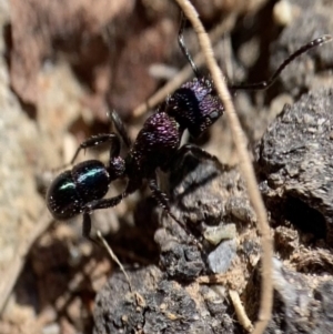 Rhytidoponera metallica at Murrumbateman, NSW - 22 Aug 2021