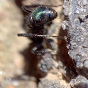 Rhytidoponera metallica at Murrumbateman, NSW - 22 Aug 2021