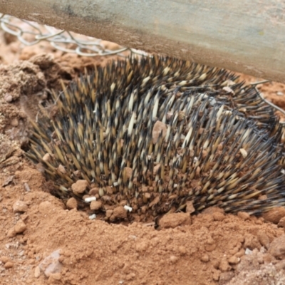 Tachyglossus aculeatus (Short-beaked Echidna) at Turvey Park, NSW - 18 Aug 2012 by Darcy