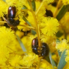 Heteronyx dimidiatus at Downer, ACT - 22 Aug 2021