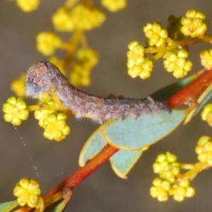 Lasiocampidae (family) immature at Downer, ACT - 22 Aug 2021