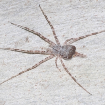 Tamopsis sp. (genus) (Two-tailed spider) at Downer, ACT - 17 Aug 2021 by Harrisi