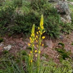 Bulbine glauca (Rock Lily) at Table Top, NSW - 27 Jul 2019 by Darcy