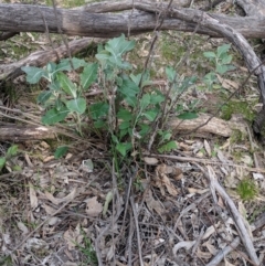 Senecio garlandii (Woolly Ragwort) at Gerogery, NSW - 27 Jul 2019 by Darcy