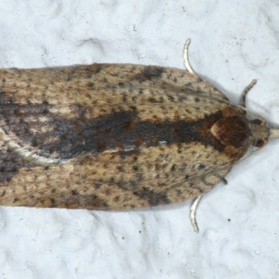 Epiphyas (genus) (A Tortrid moth) at Ainslie, ACT - 19 Aug 2021 by jb2602