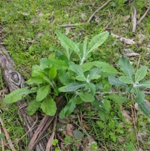 Senecio garlandii at Gerogery, NSW - 27 Jul 2019