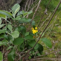 Senecio garlandii (Woolly Ragwort) at Gerogery, NSW - 27 Jul 2019 by Darcy