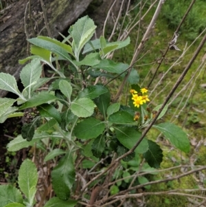 Senecio garlandii at Gerogery, NSW - 27 Jul 2019