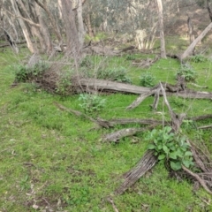 Senecio garlandii (Woolly Ragwort) at Gerogery, NSW - 27 Jul 2019 by Darcy