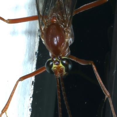 Netelia sp. (genus) (An Ichneumon wasp) at Ainslie, ACT - 20 Aug 2021 by jb2602