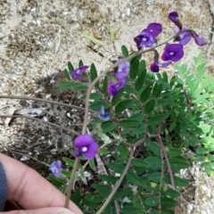 Swainsona lessertiifolia (Darling Pea) at Ballast Head, SA - 25 Oct 2020 by laura.williams