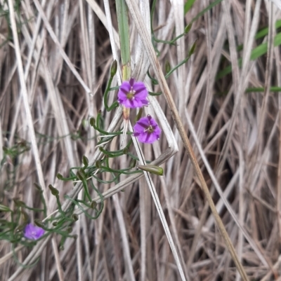 Thysanotus patersonii (Twining Fringe Lily) at Island Beach, SA - 25 Oct 2020 by laura.williams