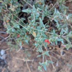 Atriplex semibaccata (Creeping Saltbush) at Leeton, NSW - 16 Apr 2019 by Darcy