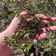 Beyeria viscosa (Pinkwood) at The Rock, NSW - 4 Jul 2019 by Darcy