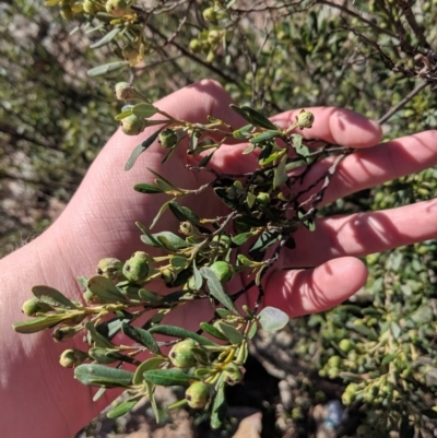 Beyeria viscosa (Pinkwood) at The Rock, NSW - 4 Jul 2019 by Darcy