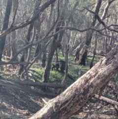 Wallabia bicolor (Swamp Wallaby) at The Rock, NSW - 4 Jul 2019 by Darcy