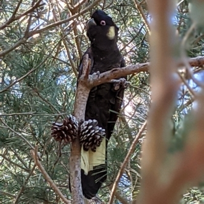 Zanda funerea (Yellow-tailed Black-Cockatoo) at Currawang, NSW - 23 Aug 2021 by camcols
