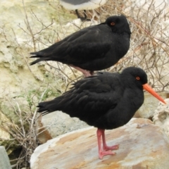 Haematopus fuliginosus (Sooty Oystercatcher) at American River, SA - 20 Jun 2020 by Janeren