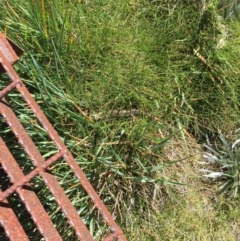 Eulamprus kosciuskoi (Alpine Water Skink) at Kosciuszko National Park - 4 Mar 2015 by Darcy