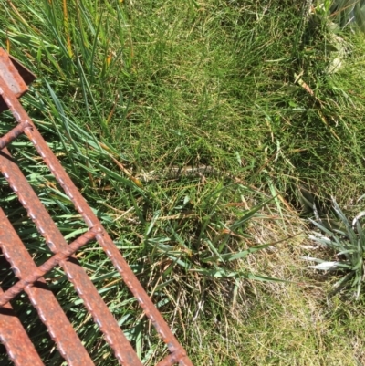 Eulamprus kosciuskoi (Alpine Water Skink) at Kosciuszko National Park, NSW - 4 Mar 2015 by Darcy