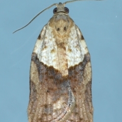 Epiphyas postvittana (Light Brown Apple Moth) at Ainslie, ACT - 27 Jul 2021 by jbromilow50