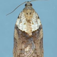 Epiphyas postvittana (Light Brown Apple Moth) at Ainslie, ACT - 27 Jul 2021 by jb2602