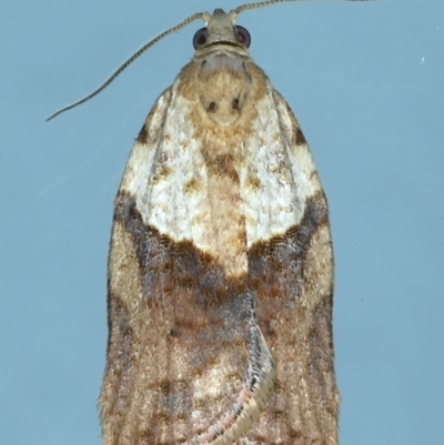 Epiphyas postvittana (Light Brown Apple Moth) at Ainslie, ACT - 27 Jul 2021 by jbromilow50