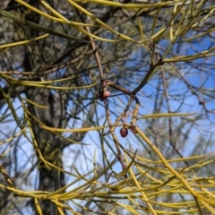 Amyema preissii (Wire-leaved Mistletoe) at Maude, NSW - 13 Jul 2021 by Darcy