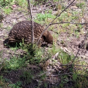 Tachyglossus aculeatus at Maragle, NSW - 1 Oct 2020