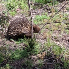 Tachyglossus aculeatus at Maragle, NSW - 1 Oct 2020