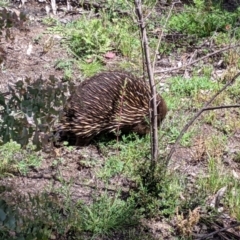 Tachyglossus aculeatus at Maragle, NSW - 1 Oct 2020