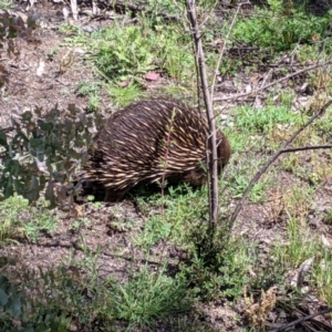 Tachyglossus aculeatus at Maragle, NSW - 1 Oct 2020