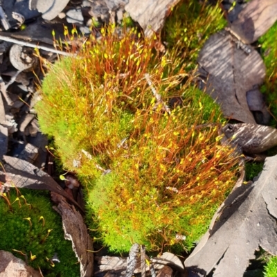 Pottiaceae at Aranda Bushland - 19 Aug 2021 by drakes