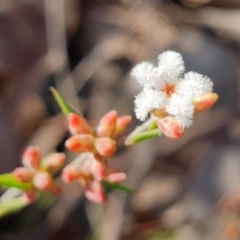 Leucopogon virgatus (Common Beard-heath) at Aranda Bushland - 20 Aug 2021 by drakes