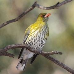 Oriolus sagittatus (Olive-backed Oriole) at Irymple, NSW - 10 Sep 2012 by Harrisi