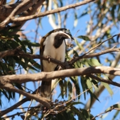 Entomyzon cyanotis (Blue-faced Honeyeater) at Irymple, NSW - 10 Sep 2012 by Harrisi