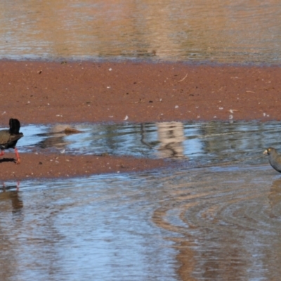 Tribonyx ventralis (Black-tailed Nativehen) at Irymple, NSW - 11 Sep 2012 by Harrisi