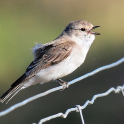 Microeca fascinans (Jacky Winter) at Irymple, NSW - 11 Sep 2012 by Harrisi