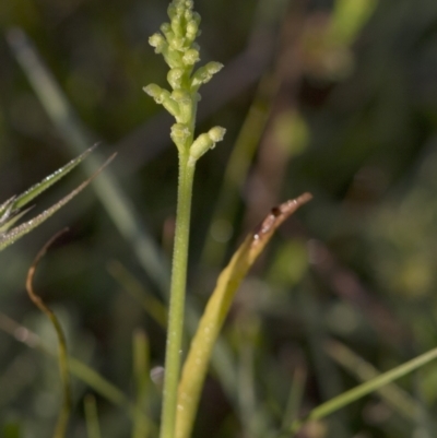 Microtis sp. (Onion Orchid) at Bonang, VIC - 20 Nov 2020 by JudithRoach