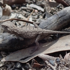 Rankinia diemensis (Mountain Dragon) at Bonang, VIC - 7 Mar 2021 by Laserchemisty