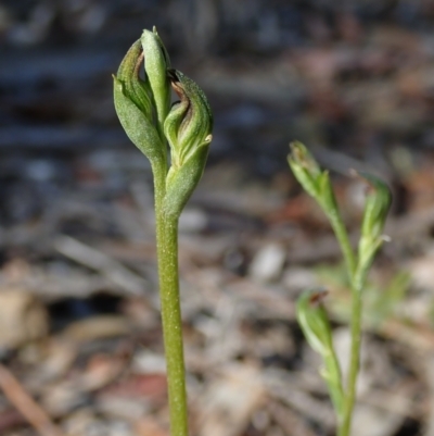 Speculantha rubescens (Blushing Tiny Greenhood) at Bonang, VIC - 4 Apr 2021 by Laserchemisty