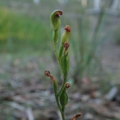 Speculantha rubescens (Blushing Tiny Greenhood) at Bonang, VIC - 2 Apr 2021 by Laserchemisty