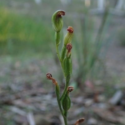 Speculantha rubescens (Blushing Tiny Greenhood) at Bonang, VIC - 2 Apr 2021 by Laserchemisty