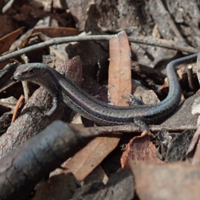 Lampropholis guichenoti (Common Garden Skink) at Bonang, VIC - 7 Mar 2021 by Laserchemisty