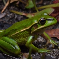 Litoria aurea (Green and Golden Bell Frog) at Termeil, NSW - 11 Dec 2020 by BrianHerps